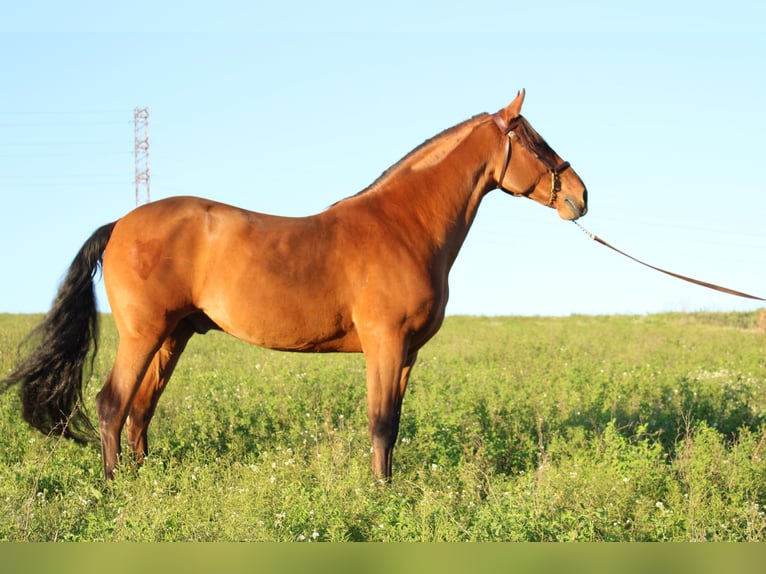 Andalusier Wallach 8 Jahre 166 cm Hellbrauner in Canet D&#39;Adri