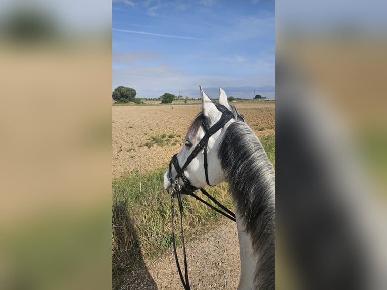 Andalusier Mix Wallach 8 Jahre 167 cm Fliegenschimmel in Griñon
