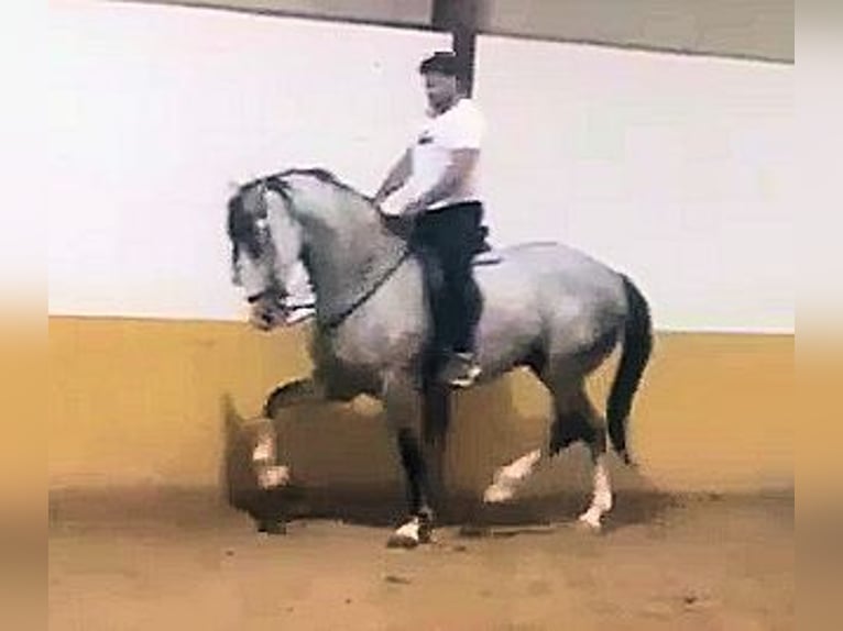 Andalusier Wallach 8 Jahre 169 cm Schimmel in Sanlucar De Barrameda