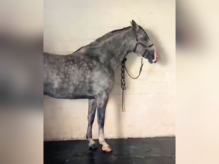 Andalusier Wallach 8 Jahre 169 cm Schimmel in Sanlucar De Barrameda