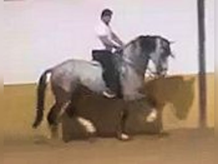 Andalusier Wallach 8 Jahre 169 cm Schimmel in Sanlucar De Barrameda