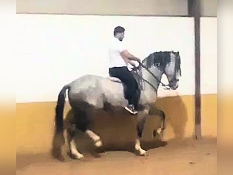 Andalusier Wallach 8 Jahre 169 cm Schimmel in Sanlucar De Barrameda