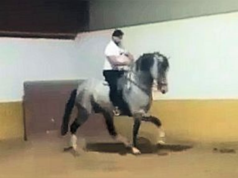 Andalusier Wallach 8 Jahre 169 cm Schimmel in Sanlucar De Barrameda