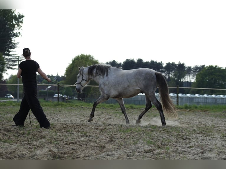 Andalusier Wallach 8 Jahre 170 cm Schimmel in Kasterlee