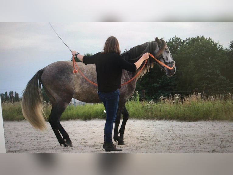 Andalusier Wallach 8 Jahre 170 cm Schimmel in Kasterlee