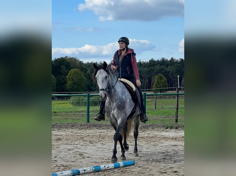 Andalusier Wallach 8 Jahre 170 cm Schimmel in Kasterlee