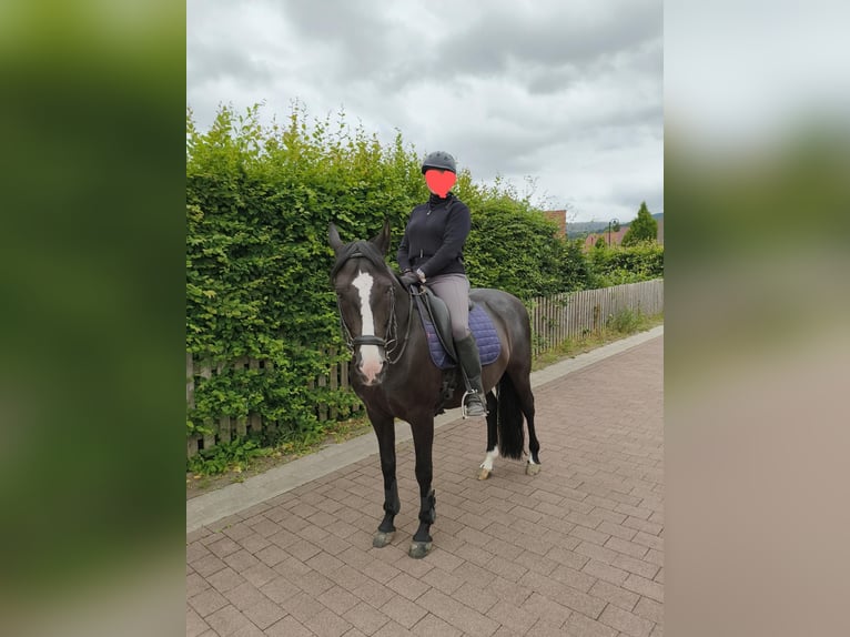 Andalusier Wallach 8 Jahre in Bad Harzburg Eckertal