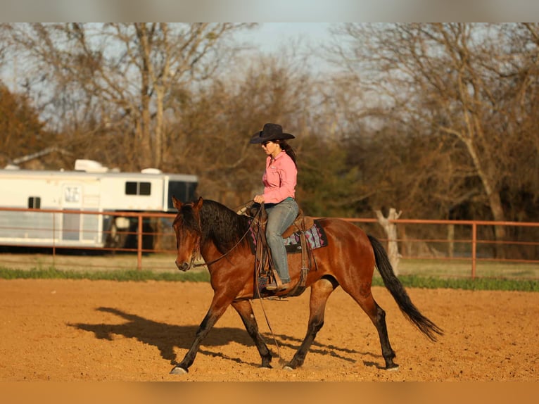 Andalusier Wallach 9 Jahre 147 cm Rotbrauner in Stephenville TX