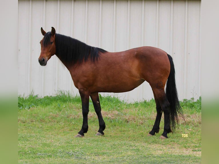 Andalusier Wallach 9 Jahre 147 cm Rotbrauner in Stephenville TX