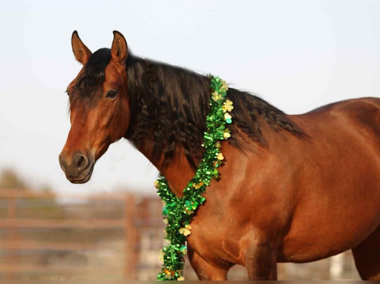 Andalusier Wallach 9 Jahre 147 cm Rotbrauner in Stephenville TX