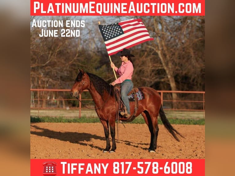 Andalusier Wallach 9 Jahre 147 cm Rotbrauner in Stephenville TX