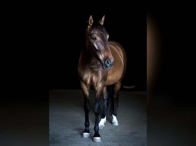 Andalusier Mix Wallach 9 Jahre 150 cm Dunkelbrauner in Schalchen