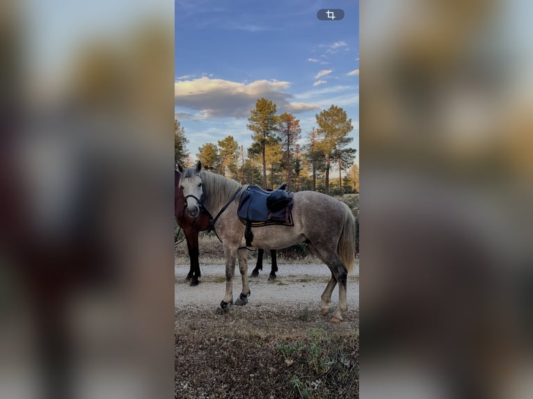 Andalusier Mix Wallach 9 Jahre 150 cm Schimmel in Lastras Del Pozo