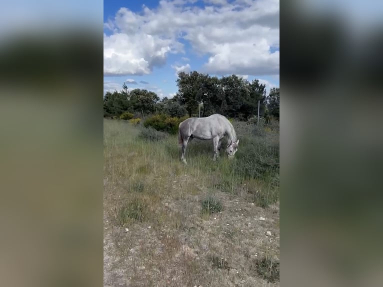 Andalusier Mix Wallach 9 Jahre 150 cm Schimmel in Lastras Del Pozo