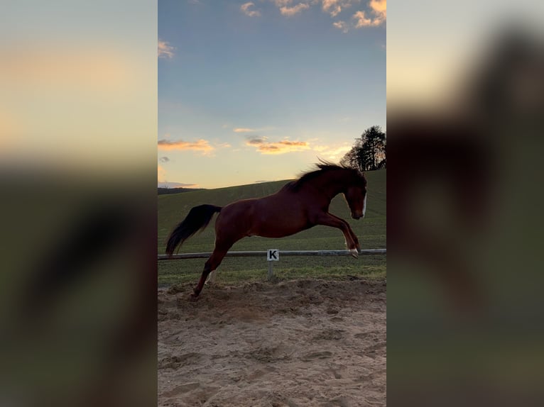 Andalusier Wallach 9 Jahre 155 cm Fuchs in Groß-Umstadt