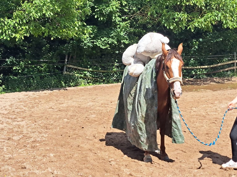 Andalusier Wallach 9 Jahre 155 cm Fuchs in Groß-Umstadt