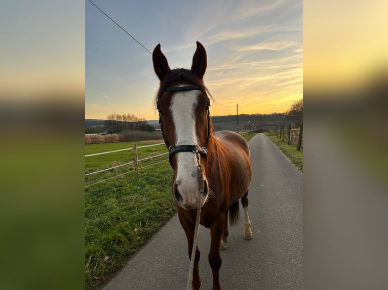 Andalusier Wallach 9 Jahre 155 cm Fuchs in Groß-Umstadt