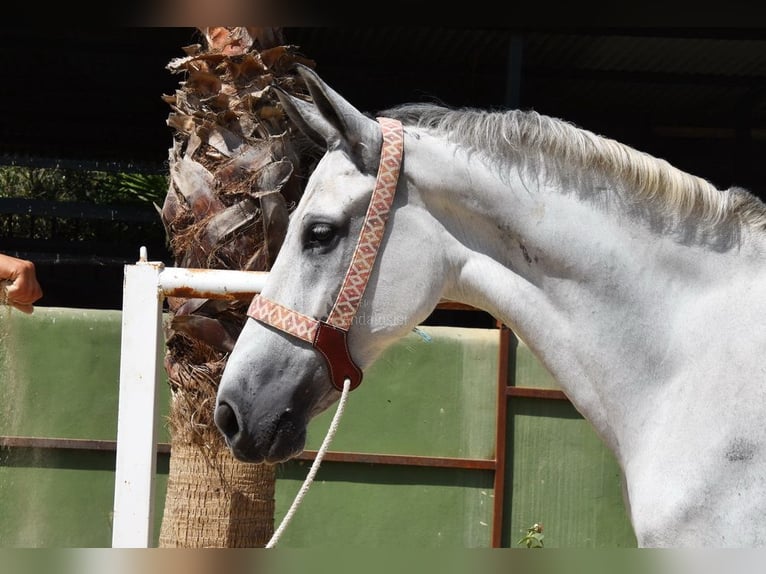 Andalusier Wallach 9 Jahre 156 cm Schimmel in Provinz  Malaga