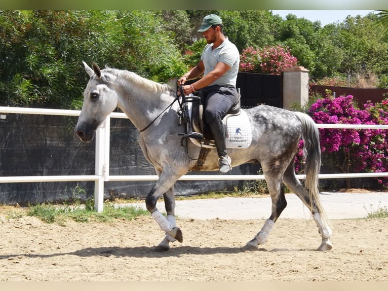 Andalusier Wallach 9 Jahre 156 cm Schimmel in Provinz  Malaga