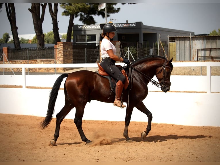 Andalusier Wallach 9 Jahre 158 cm Brauner in Valencia