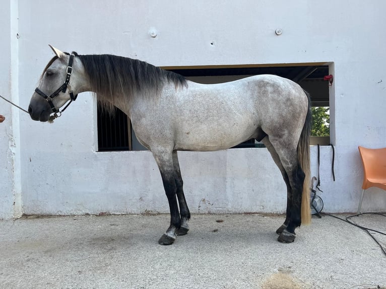 Andalusier Wallach 9 Jahre 159 cm Schimmel in Villargordo