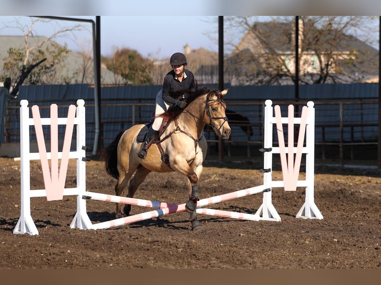 Andalusier Wallach 9 Jahre 160 cm Buckskin in Forney