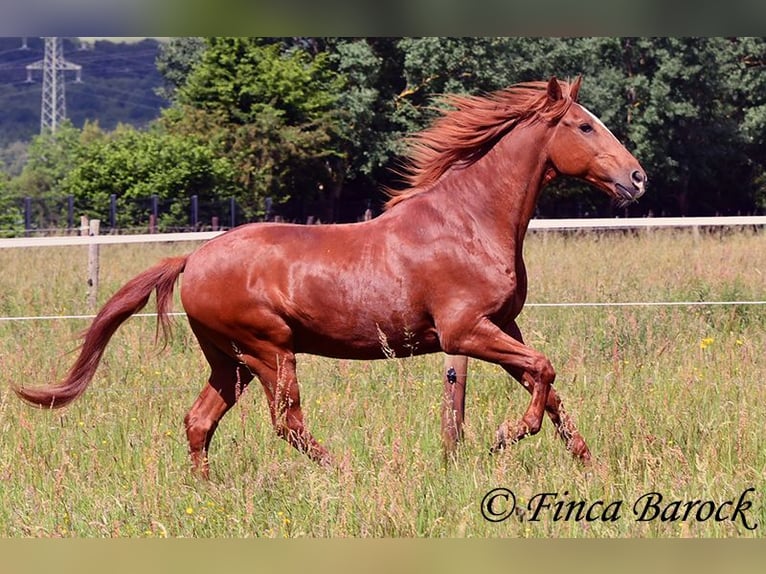 Andalusier Wallach 9 Jahre 160 cm Fuchs in Wiebelsheim