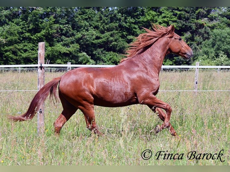 Andalusier Wallach 9 Jahre 160 cm Fuchs in Wiebelsheim