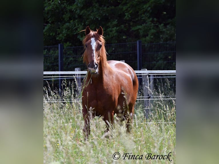 Andalusier Wallach 9 Jahre 160 cm Fuchs in Wiebelsheim