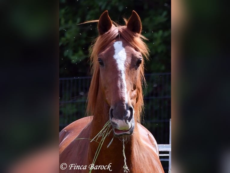 Andalusier Wallach 9 Jahre 160 cm Fuchs in Wiebelsheim