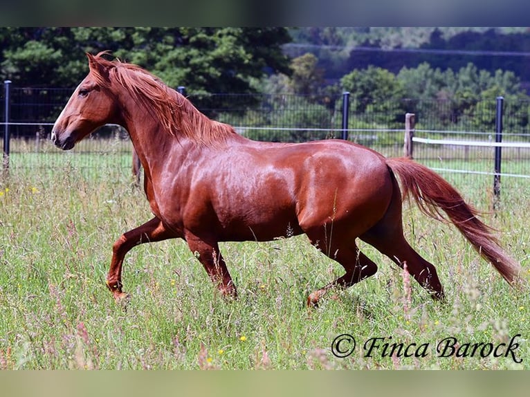 Andalusier Wallach 9 Jahre 160 cm Fuchs in Wiebelsheim