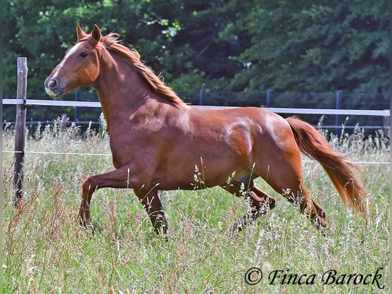 Andalusier Wallach 9 Jahre 160 cm Fuchs in Wiebelsheim