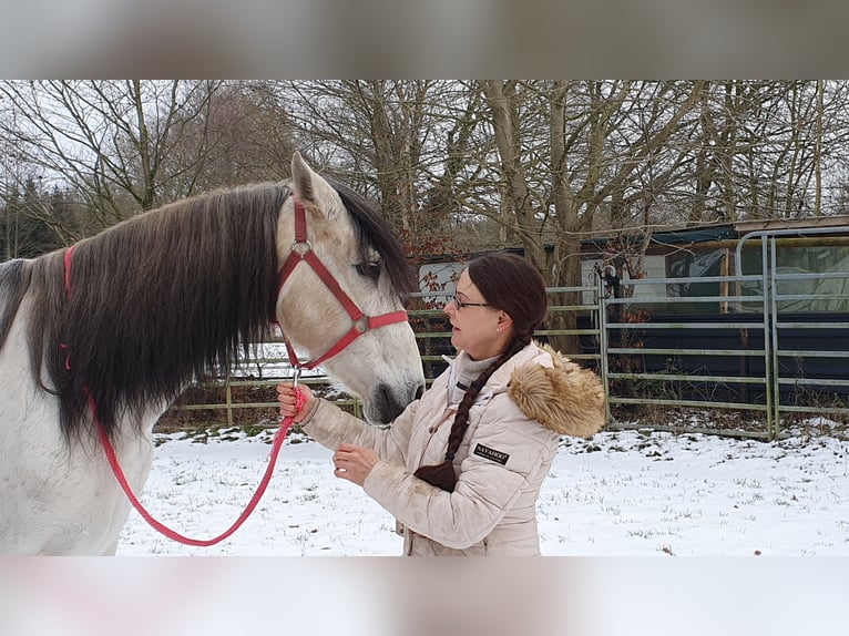 Andalusier Wallach 9 Jahre 161 cm Schimmel in Bad Zwischenahn