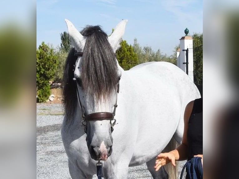 Andalusier Wallach 9 Jahre 161 cm Schimmel in Bad Zwischenahn