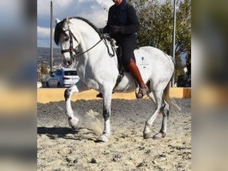 Andalusier Wallach 9 Jahre 161 cm Schimmel in Bad Zwischenahn