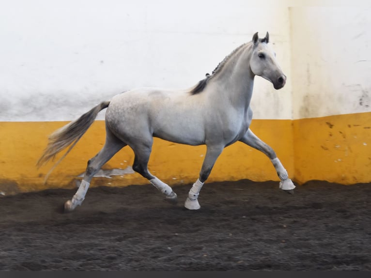 Andalusier Wallach 9 Jahre 161 cm Schimmel in Bad Zwischenahn