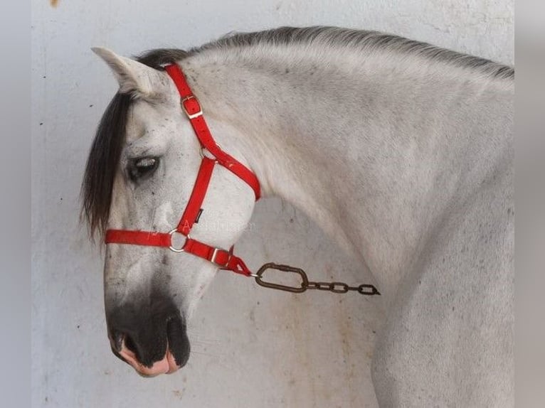 Andalusier Wallach 9 Jahre 161 cm Schimmel in Bad Zwischenahn