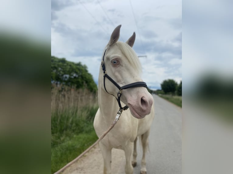 Andalusier Mix Wallach 9 Jahre 162 cm Cremello in Lehre
