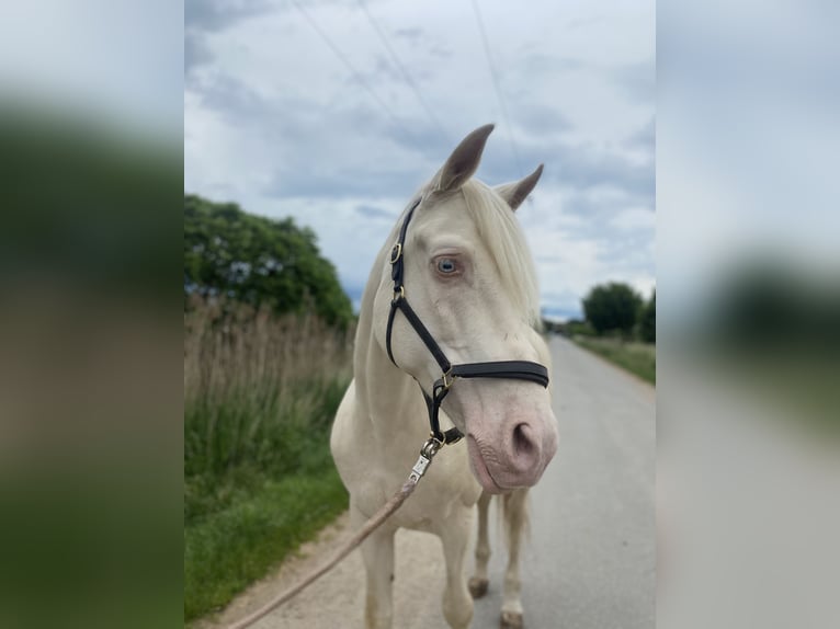 Andalusier Mix Wallach 9 Jahre 162 cm Cremello in Lehre