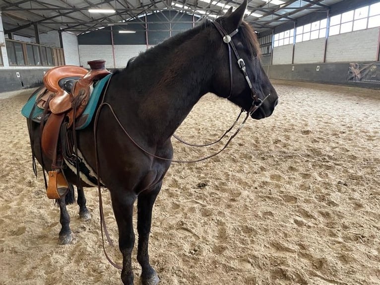 Andalusier Mix Wallach 9 Jahre 162 cm Dunkelbrauner in Wittlich