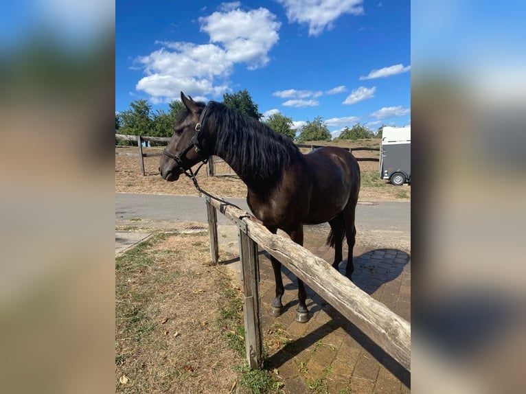 Andalusier Mix Wallach 9 Jahre 162 cm Dunkelbrauner in Wittlich