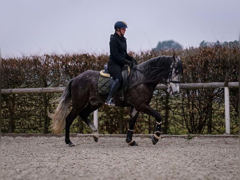 Andalusier Wallach 9 Jahre 162 cm Rappschimmel in Neustadt (Wied)