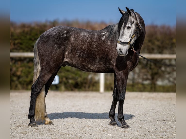 Andalusier Wallach 9 Jahre 162 cm Rappschimmel in Neustadt (Wied)