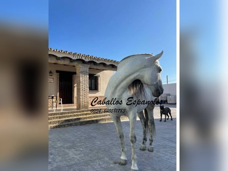 Andalusier Wallach 9 Jahre 164 cm Schimmel in Vejer de la Frontera