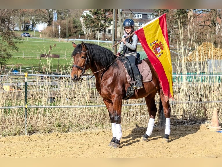 Andalusier Wallach 9 Jahre 165 cm Brauner in Wülfrath