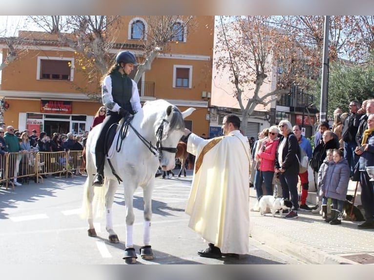 Andalusier Wallach 9 Jahre 170 cm Schimmel in Martfeld