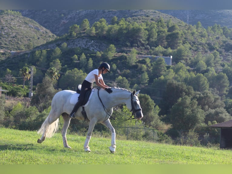 Andalusier Wallach 9 Jahre 170 cm Schimmel in Martfeld