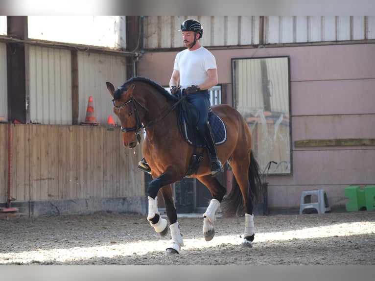 Andalusier Wallach 9 Jahre 173 cm Brauner in Huy