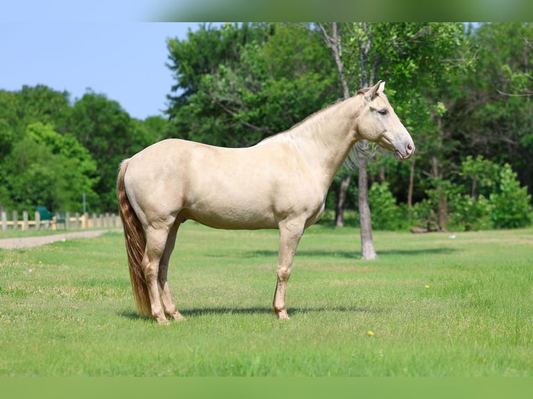 Andalusier Wallach 9 Jahre Champagne in Forney
