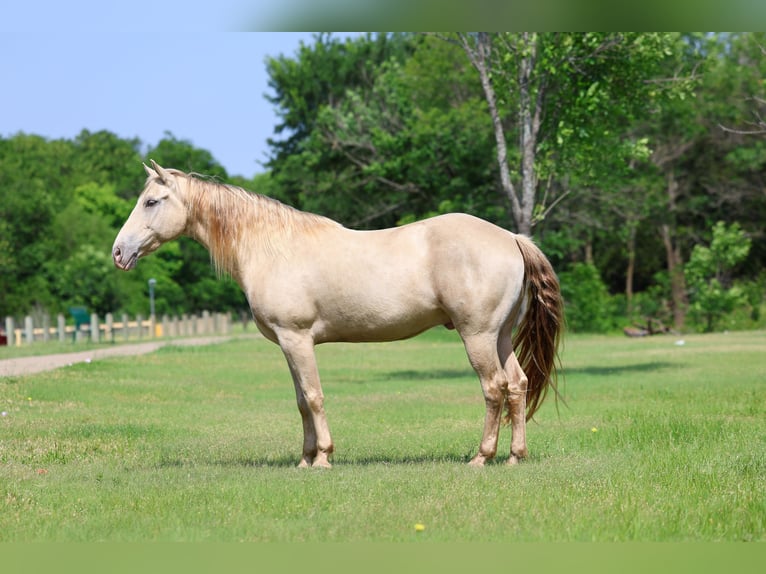 Andalusier Wallach 9 Jahre Champagne in Forney